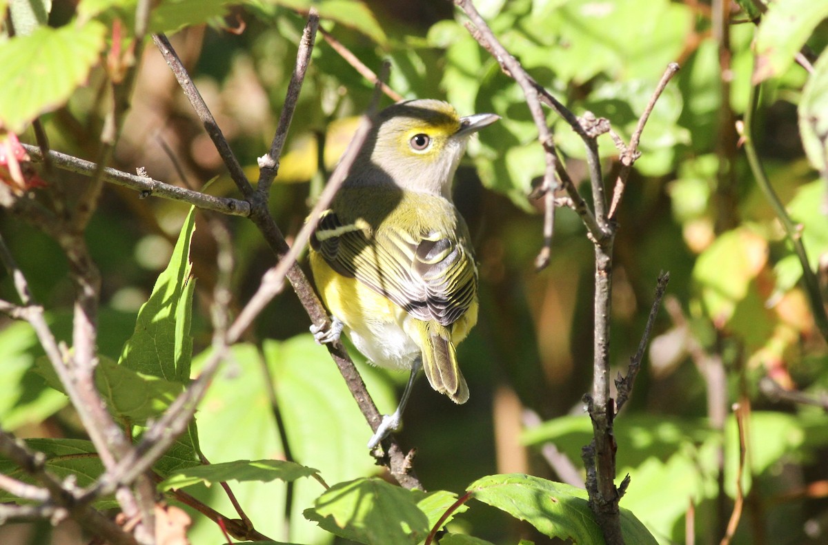 White-eyed Vireo - ML643367642