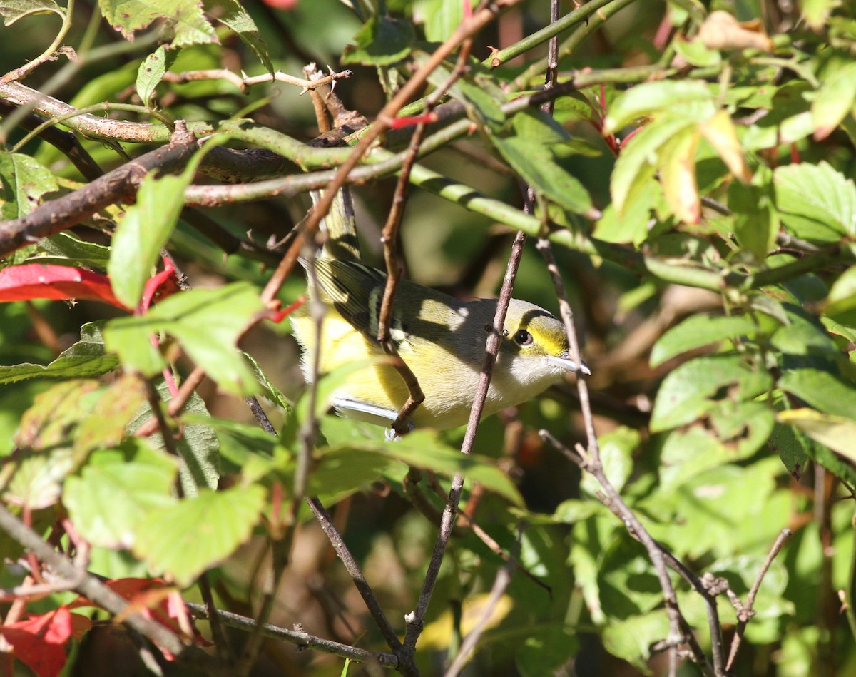 White-eyed Vireo - ML643367643