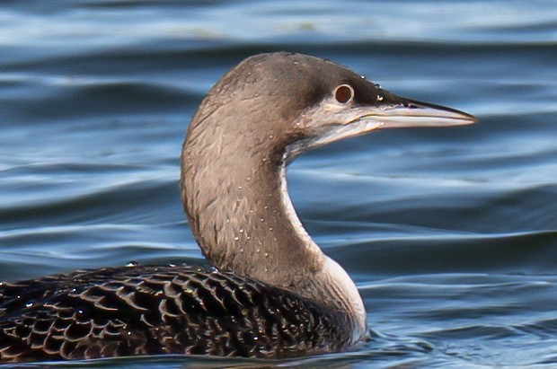 Pacific Loon - ML643367655