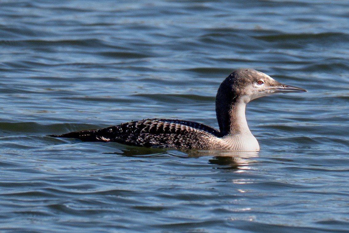 Pacific Loon - ML643367656