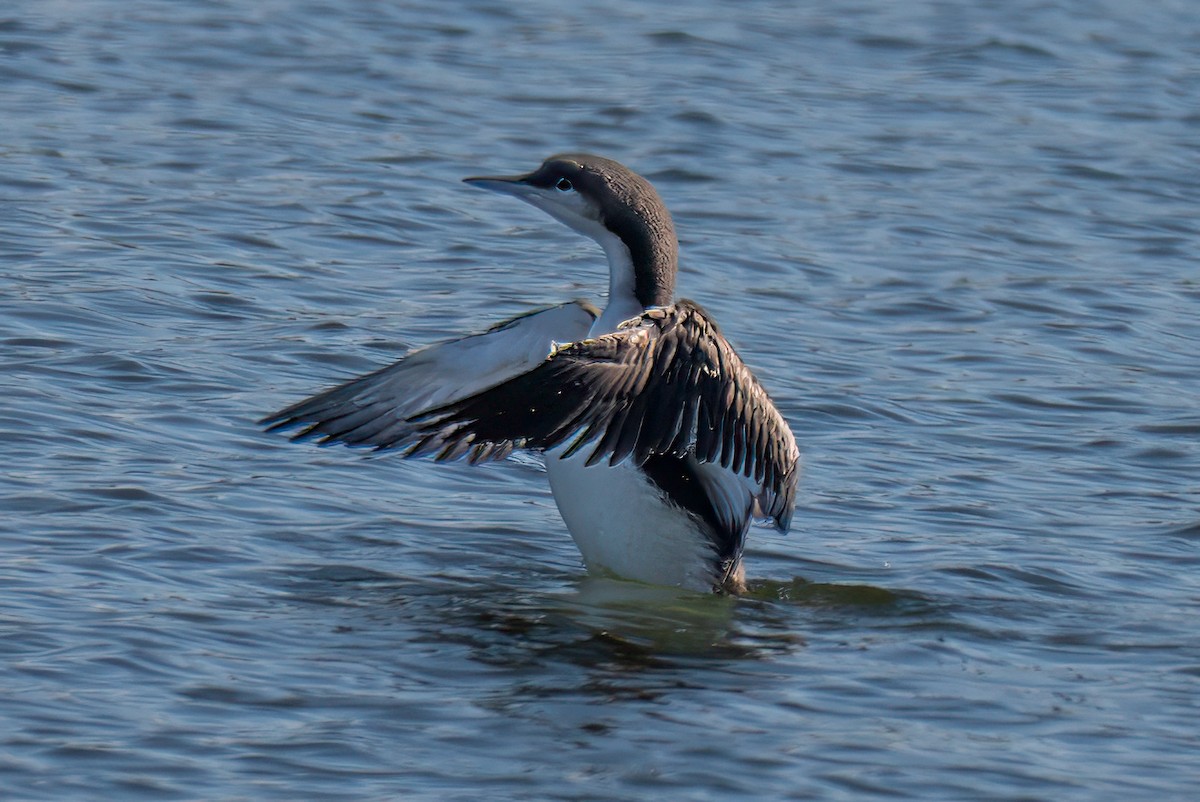 Pacific Loon - ML643367657