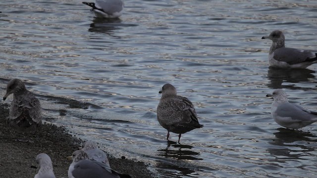Iceland Gull (Thayer's) - ML643367661