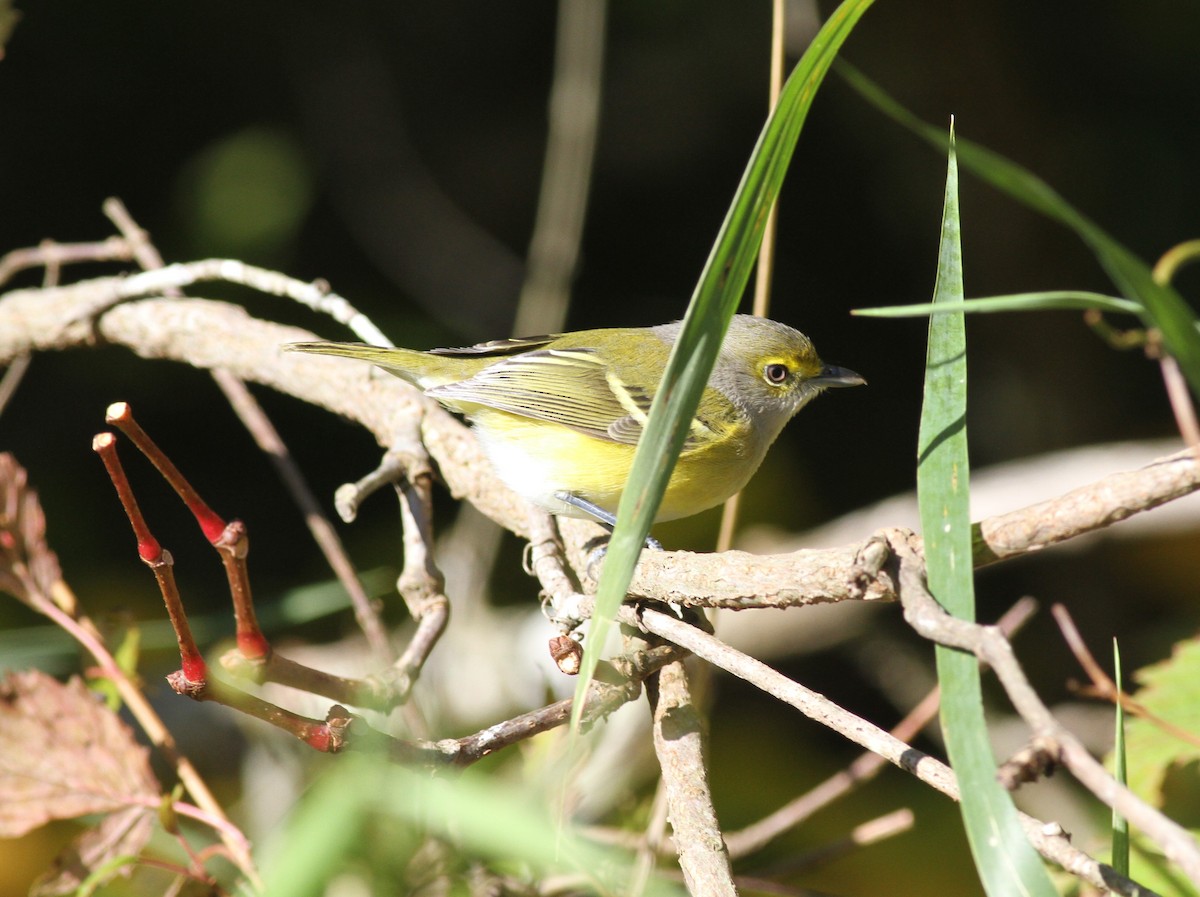 White-eyed Vireo - ML643367674
