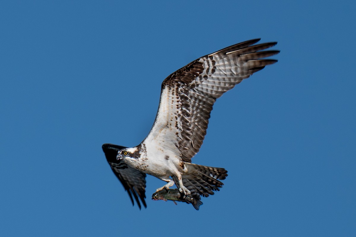 Osprey - ML643367686