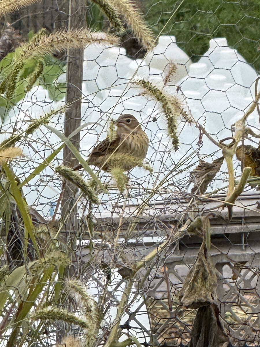 Dickcissel - ML643367690