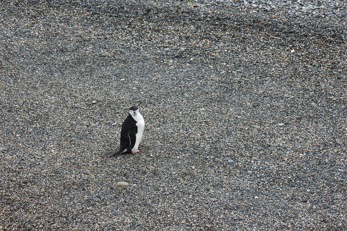 Chinstrap Penguin - ML643367691