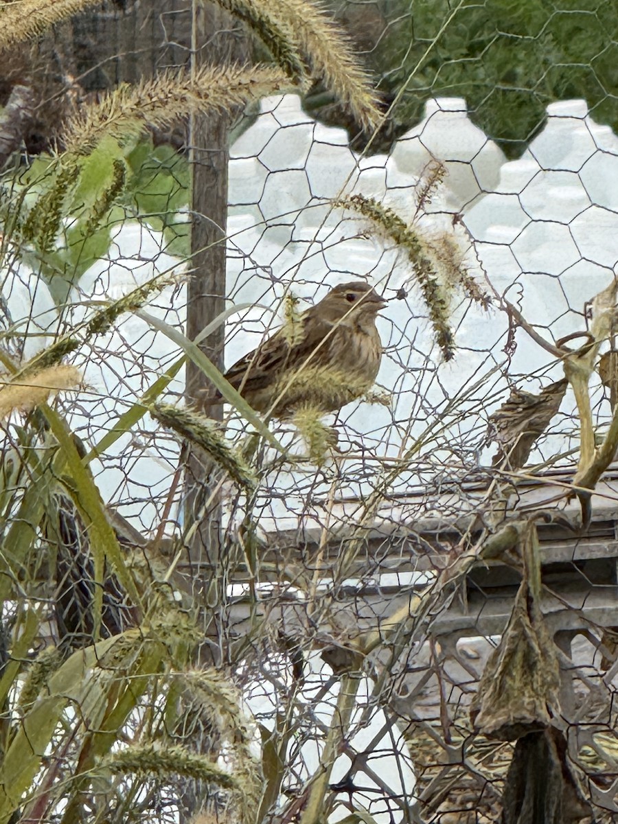 Dickcissel - ML643367703
