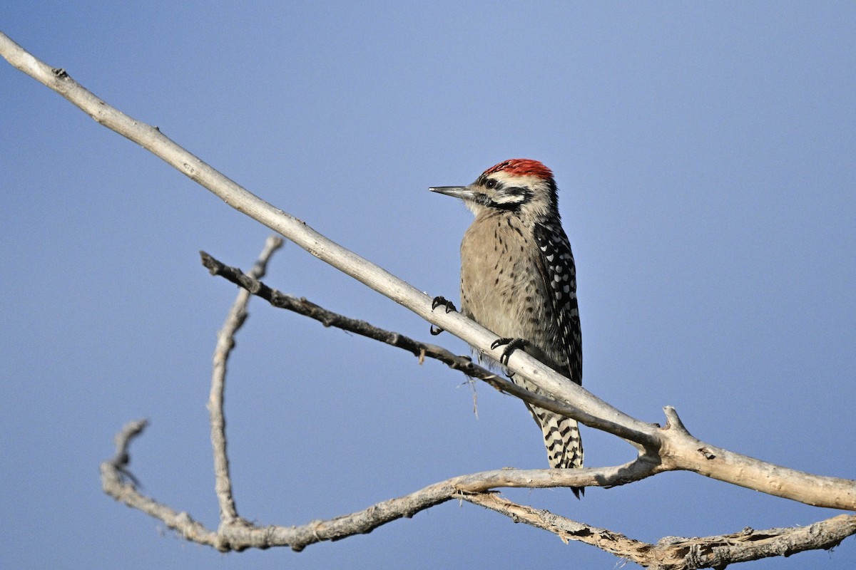 Ladder-backed Woodpecker - ML643367721