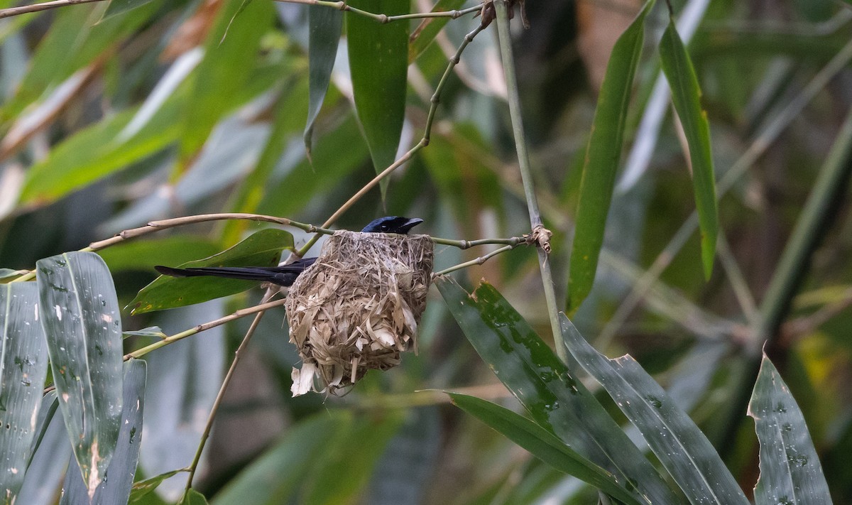 Bronzed Drongo - ML643367722