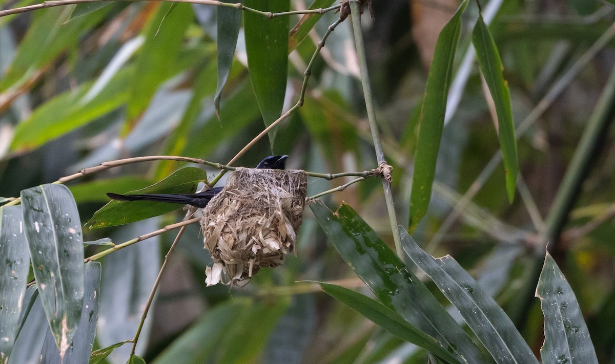 Bronzed Drongo - ML643367723