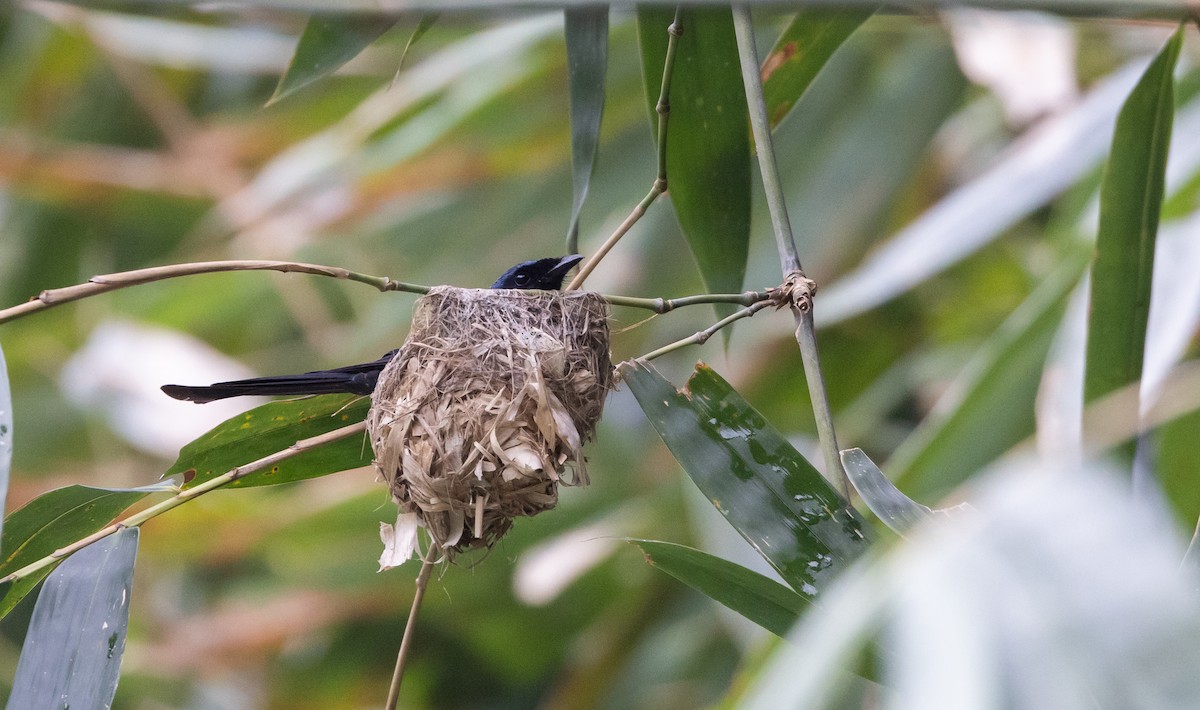 Bronzed Drongo - ML643367728