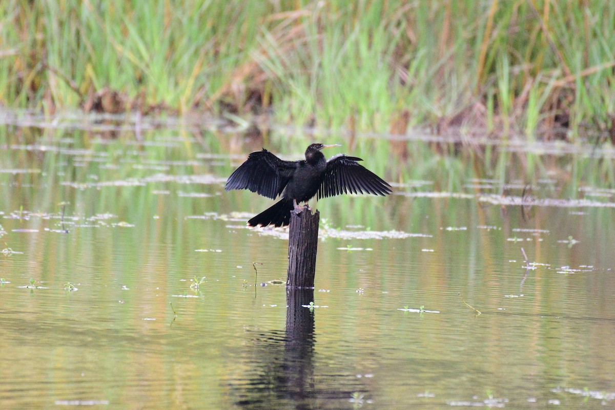 Anhinga - ML643367752