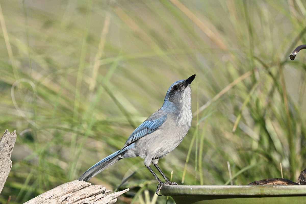 Woodhouse's Scrub-Jay - ML643367756