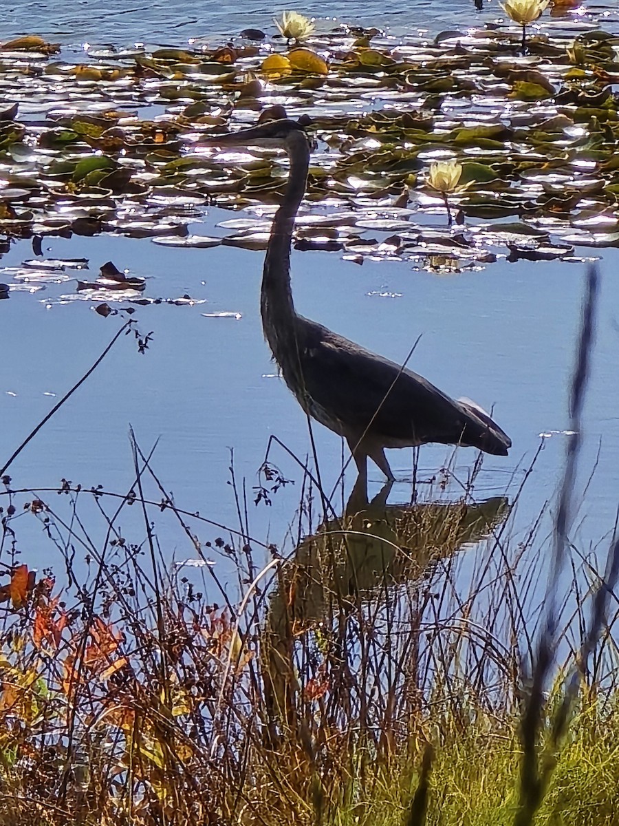 Great Blue Heron - ML643367773