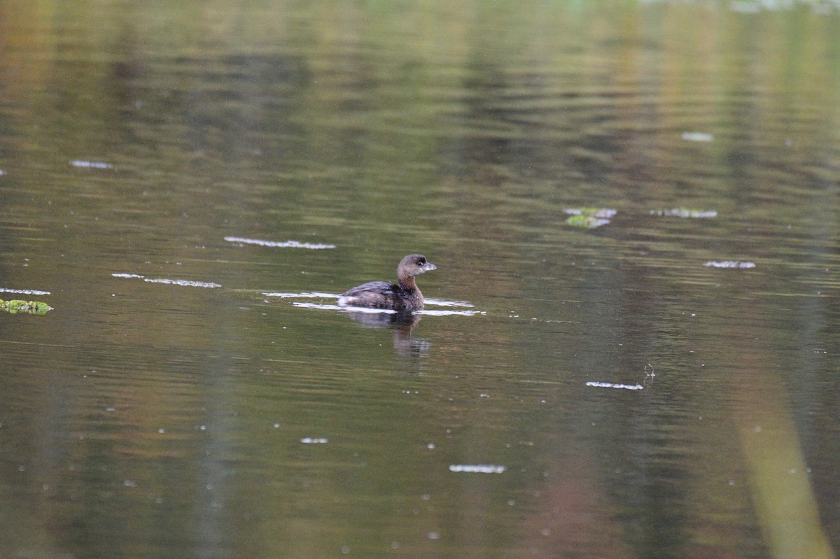 Pied-billed Grebe - ML643367782