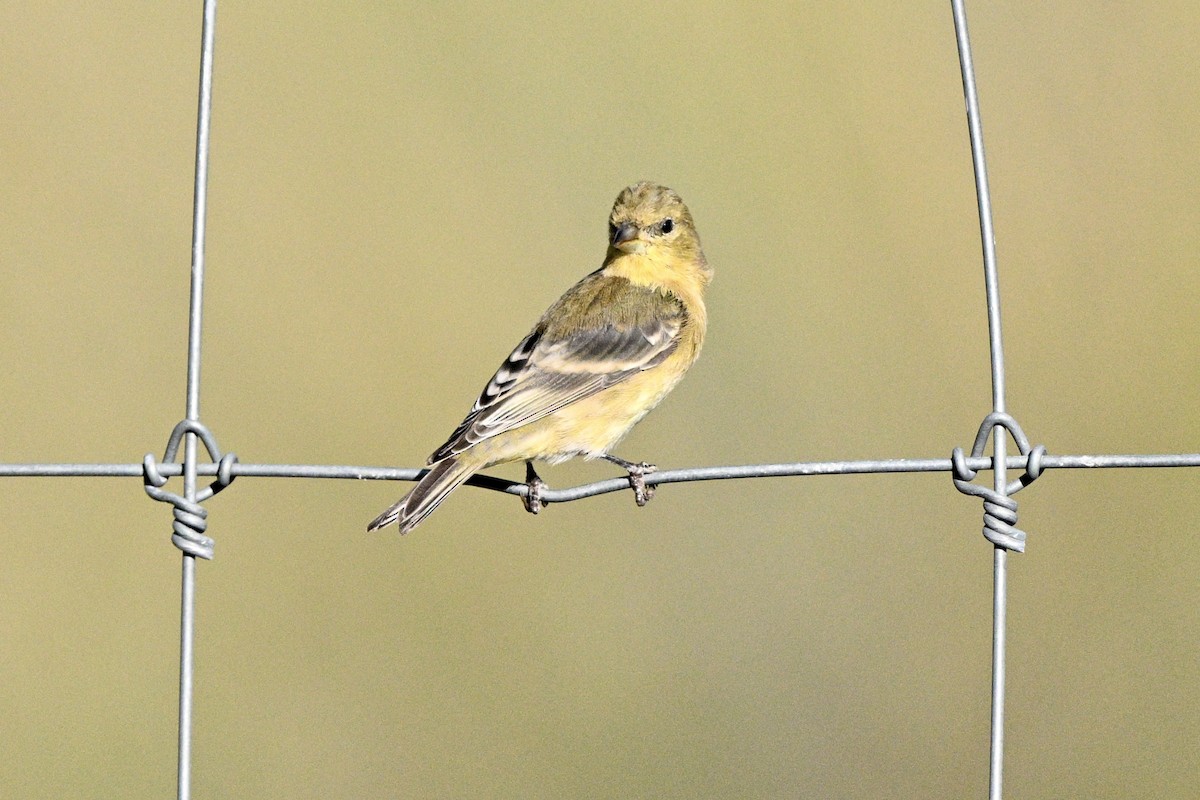 Lesser Goldfinch - ML643367795