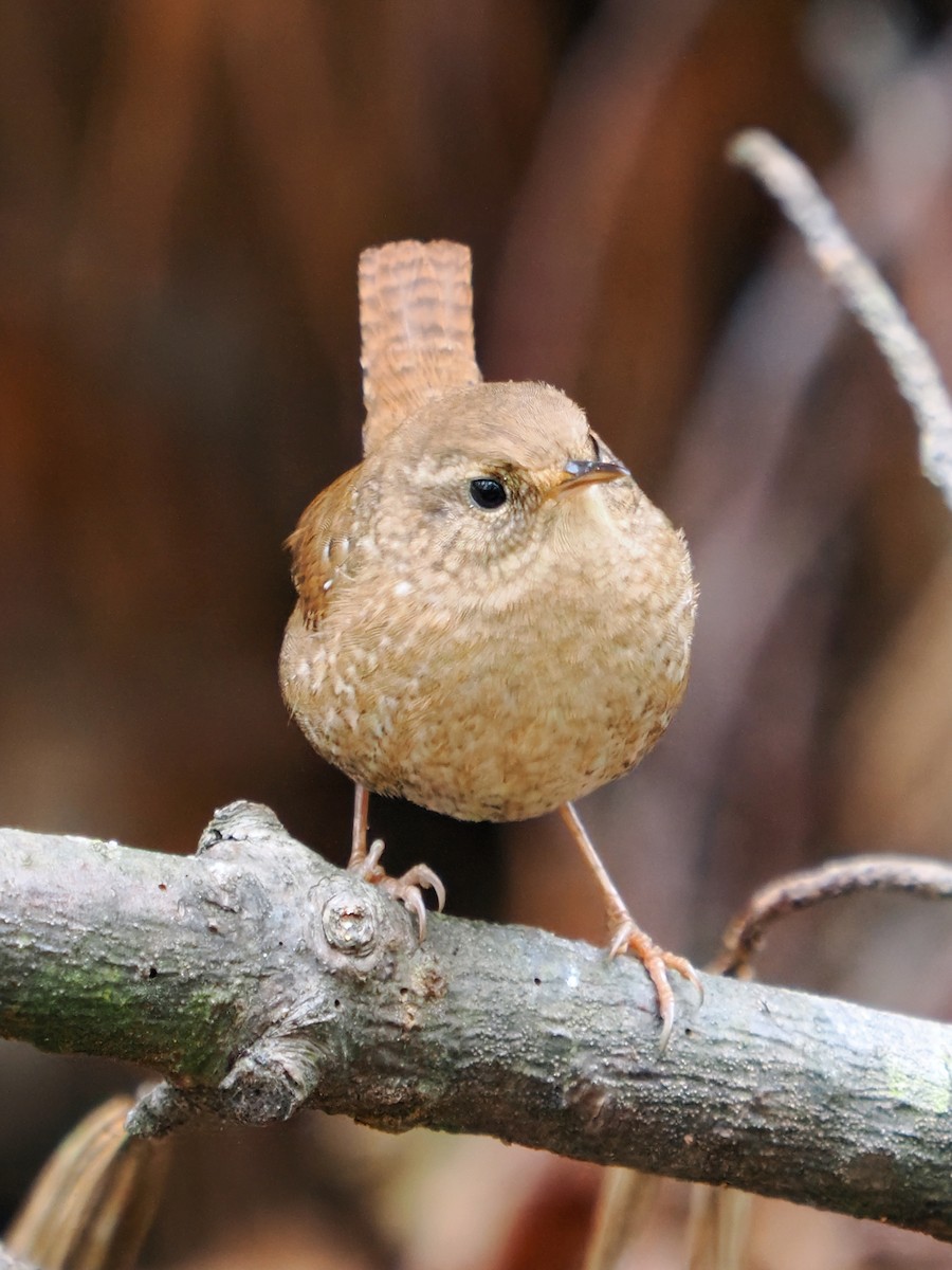 Winter Wren - ML643367830