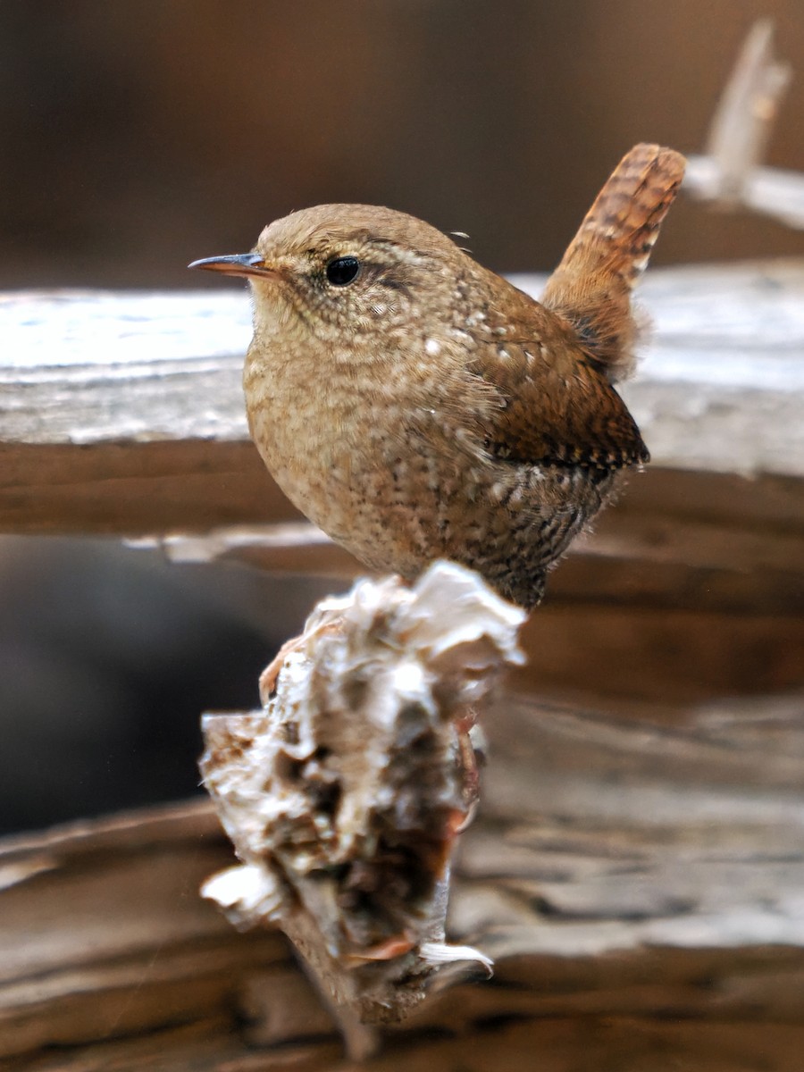 Winter Wren - ML643367831
