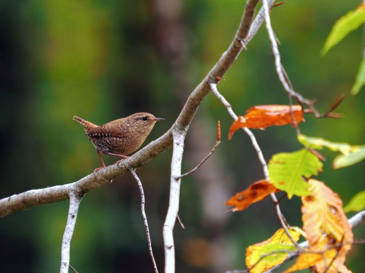 Winter Wren - ML643367832