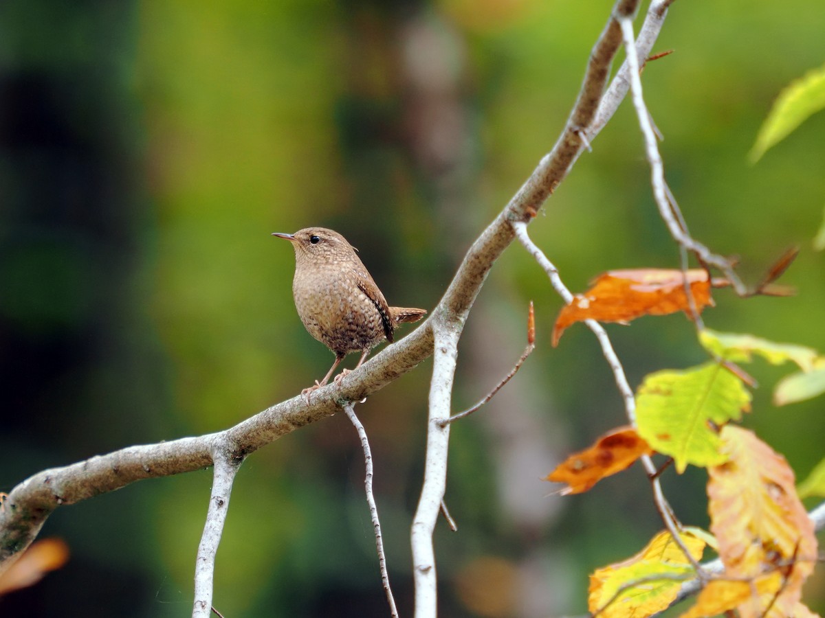 Winter Wren - ML643367833