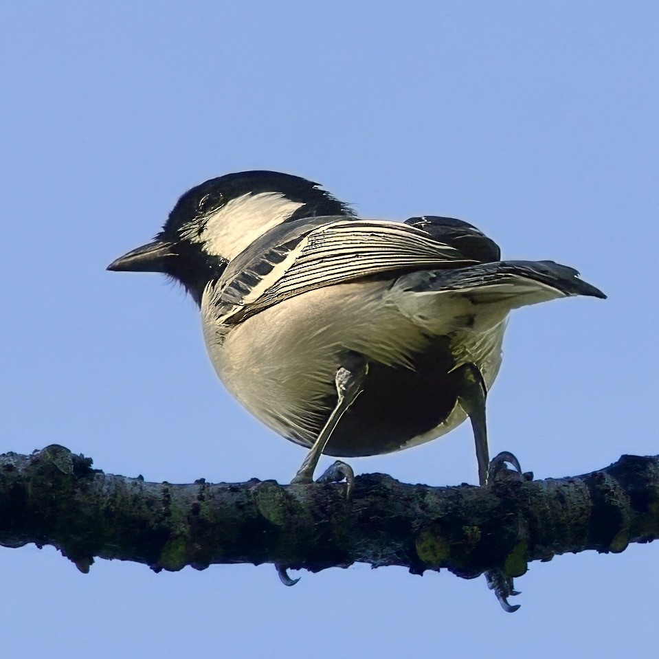 gråkjøttmeis (cinereus gr.) - ML643367837