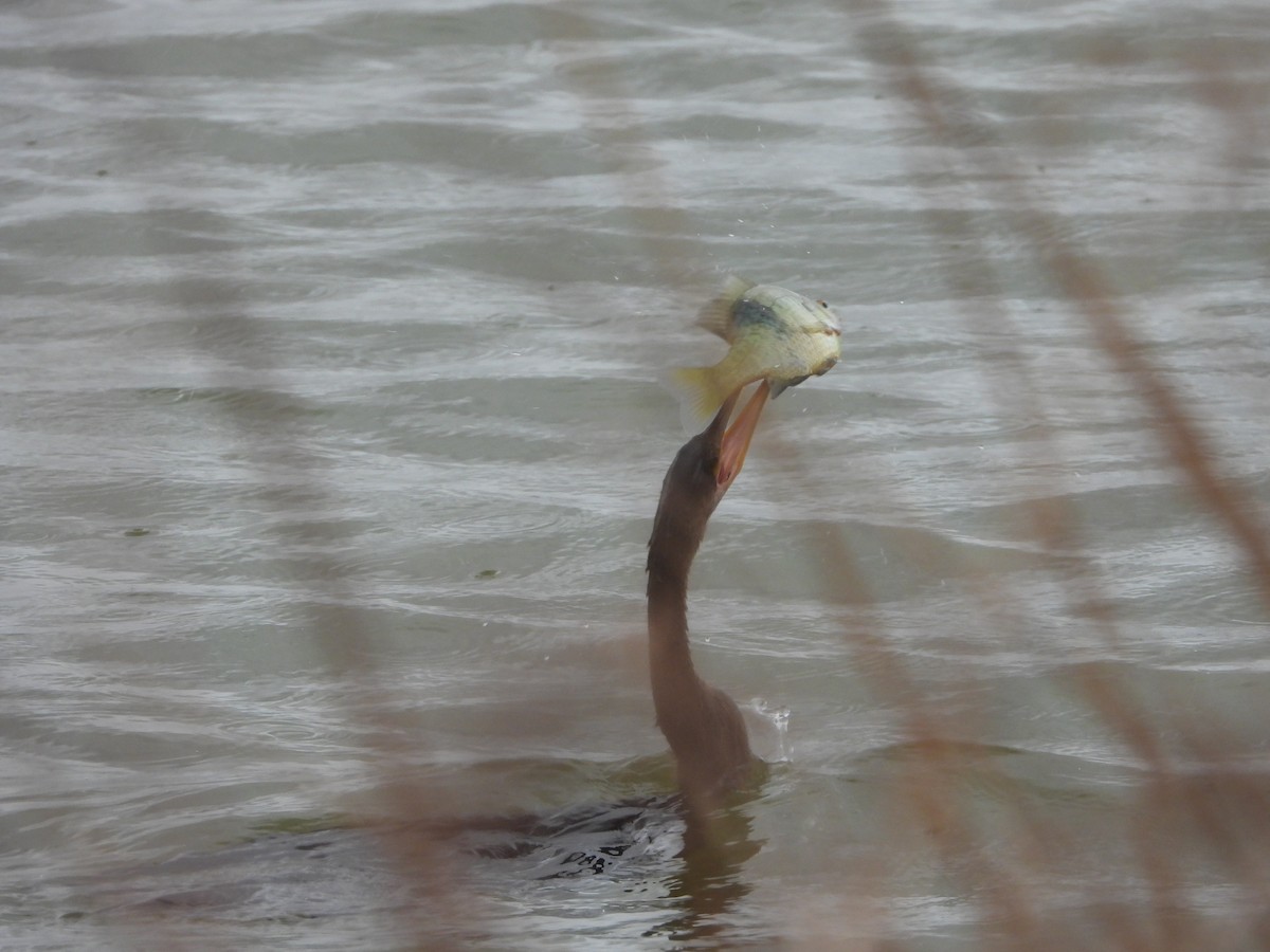 Anhinga - ML643367849