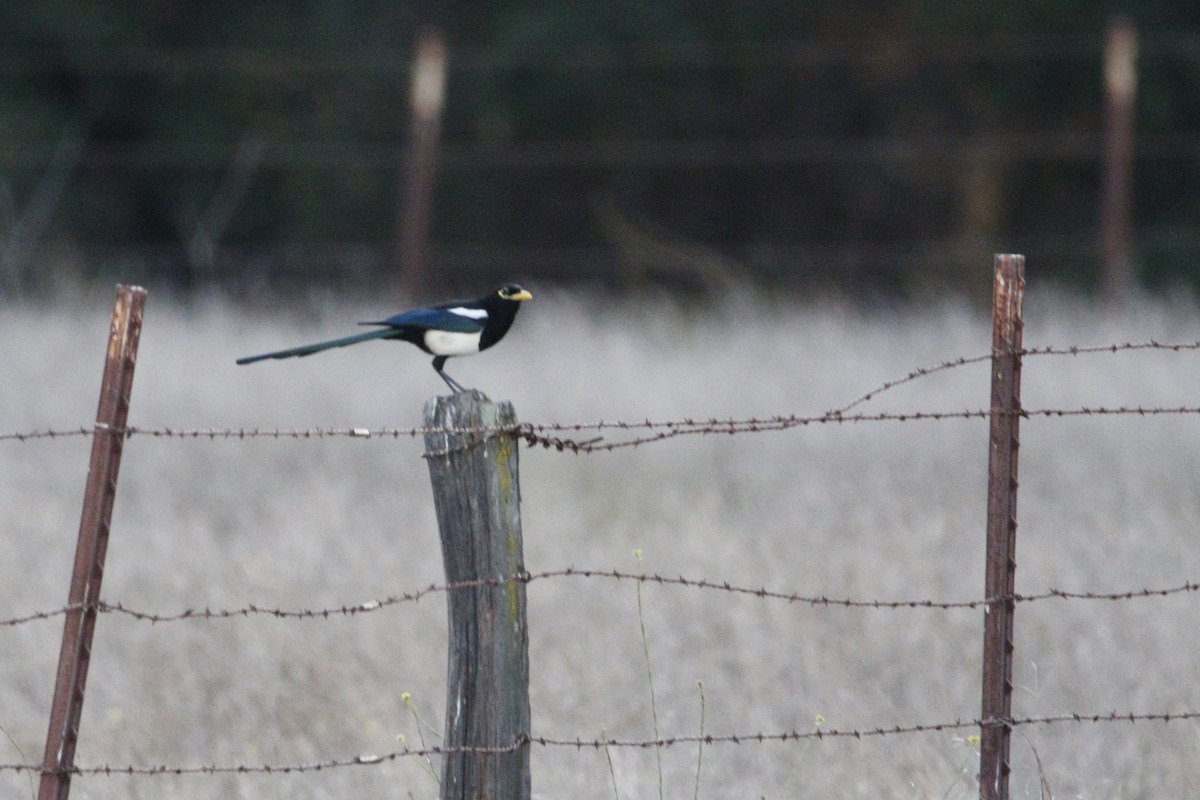 Yellow-billed Magpie - ML643367871