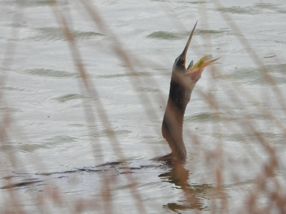Anhinga - ML643367872