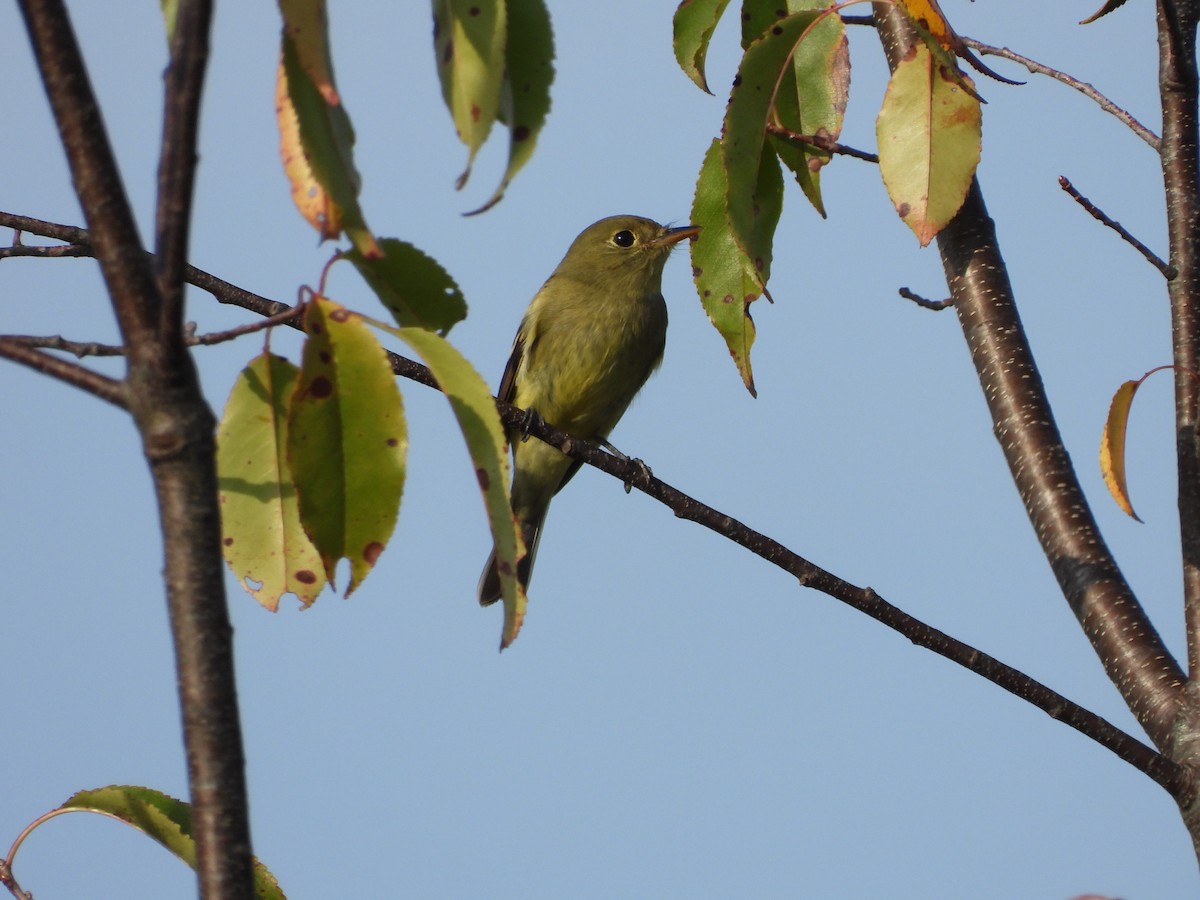 Yellow-bellied Flycatcher - ML643367874