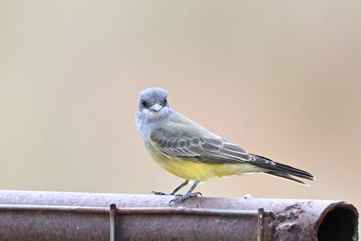 Cassin's Kingbird - ML643367876