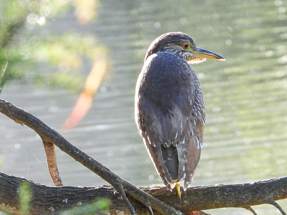 Black-crowned Night Heron - ML643367877