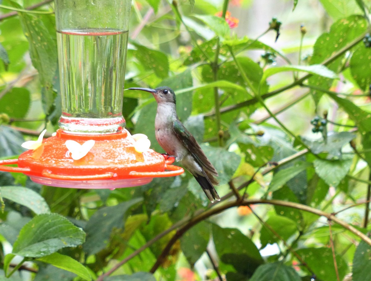 Gray-breasted Sabrewing - ML643367881