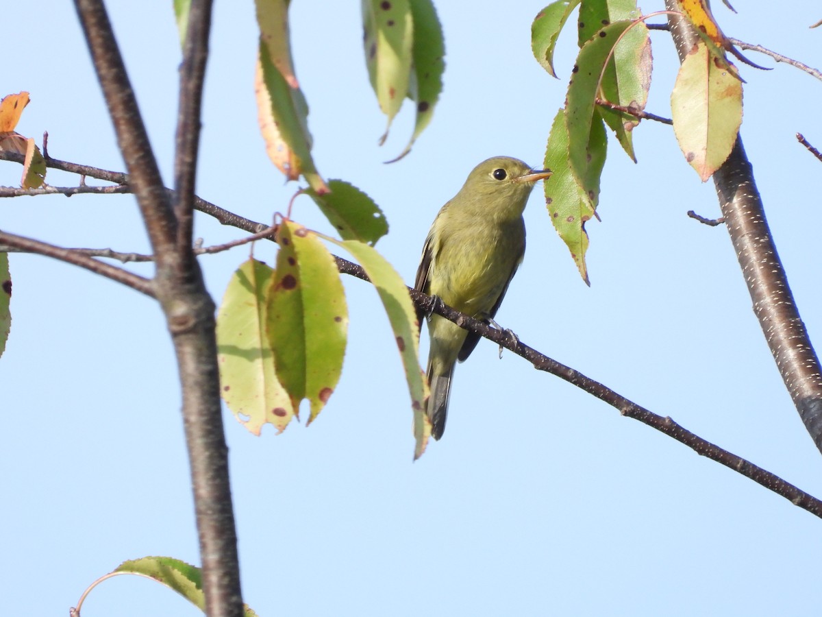 Yellow-bellied Flycatcher - ML643367885