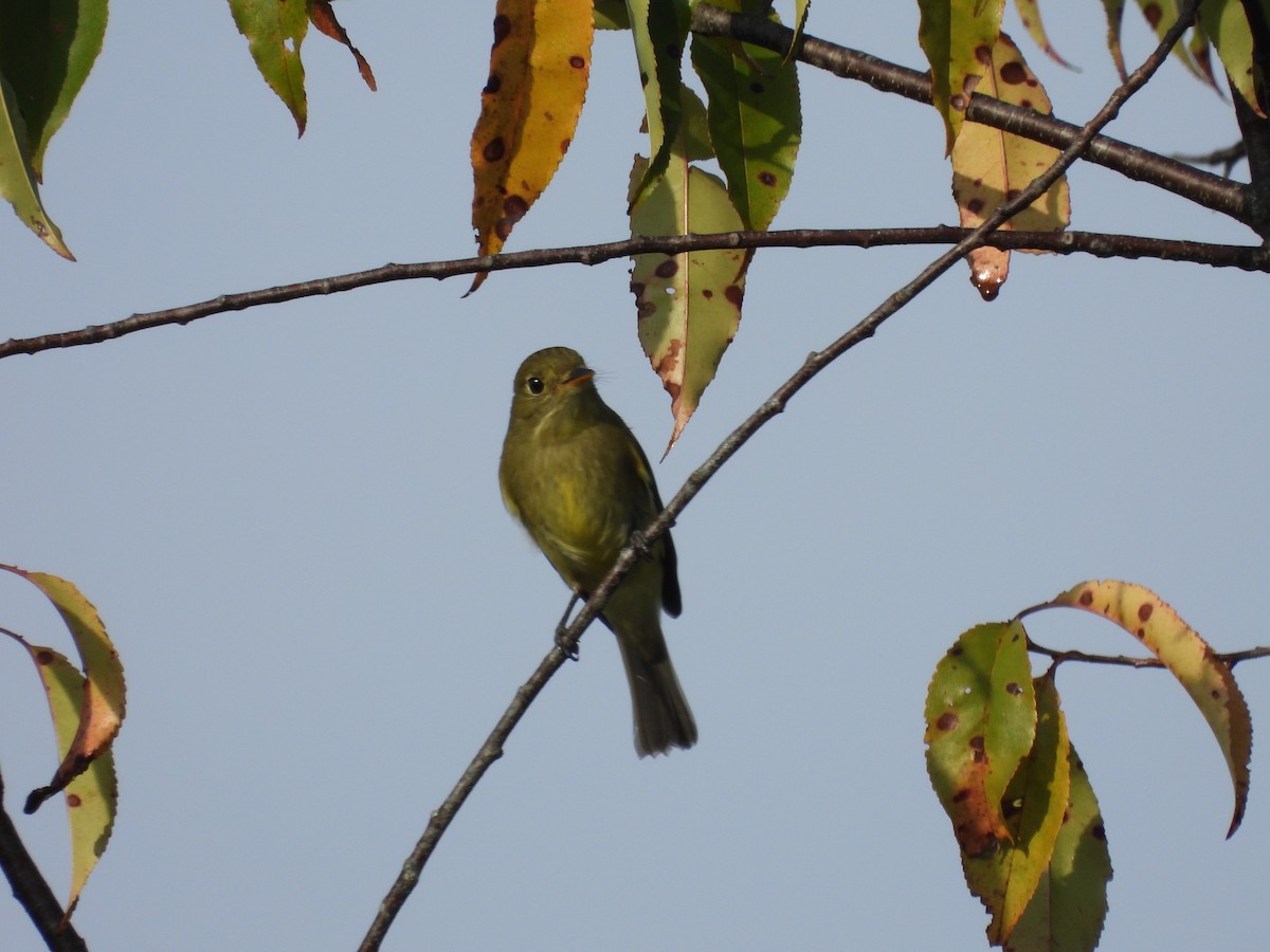 Yellow-bellied Flycatcher - ML643367891
