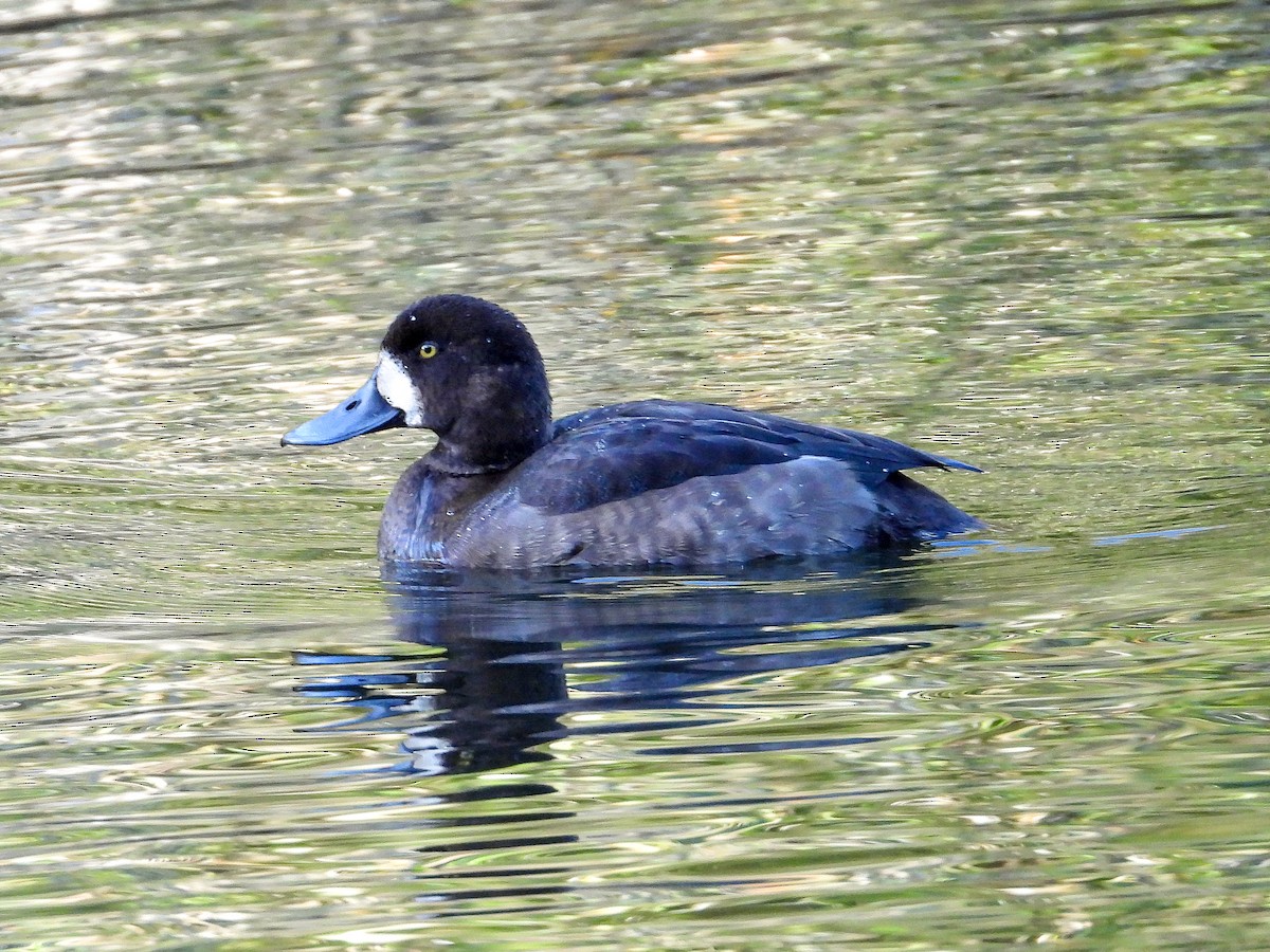 Greater Scaup - ML643367898
