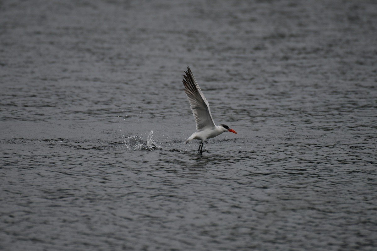 Caspian Tern - ML643367905