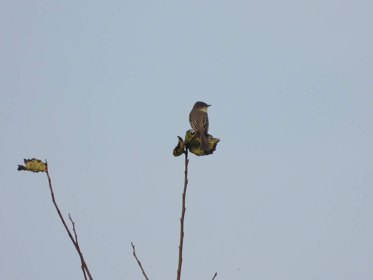Eastern Phoebe - ML643367907