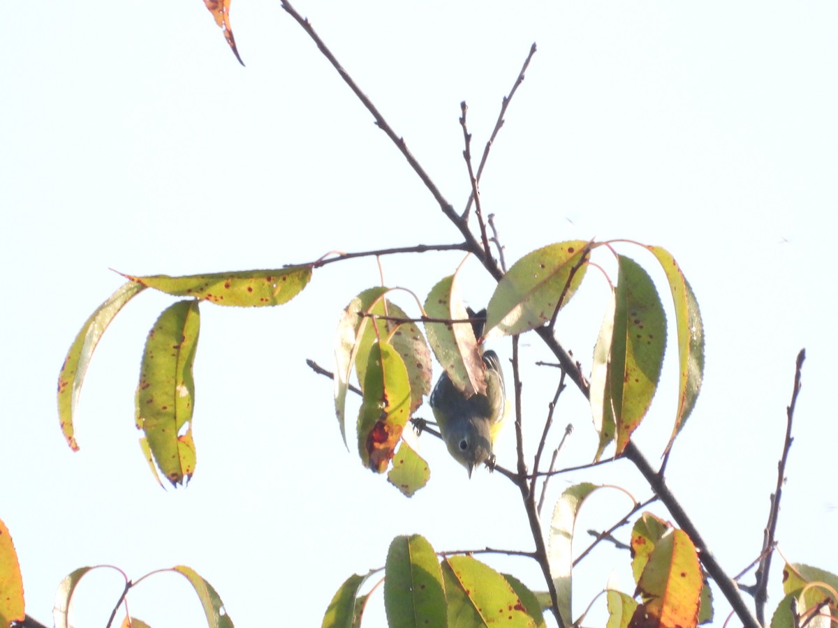 Magnolia Warbler - ML643367936