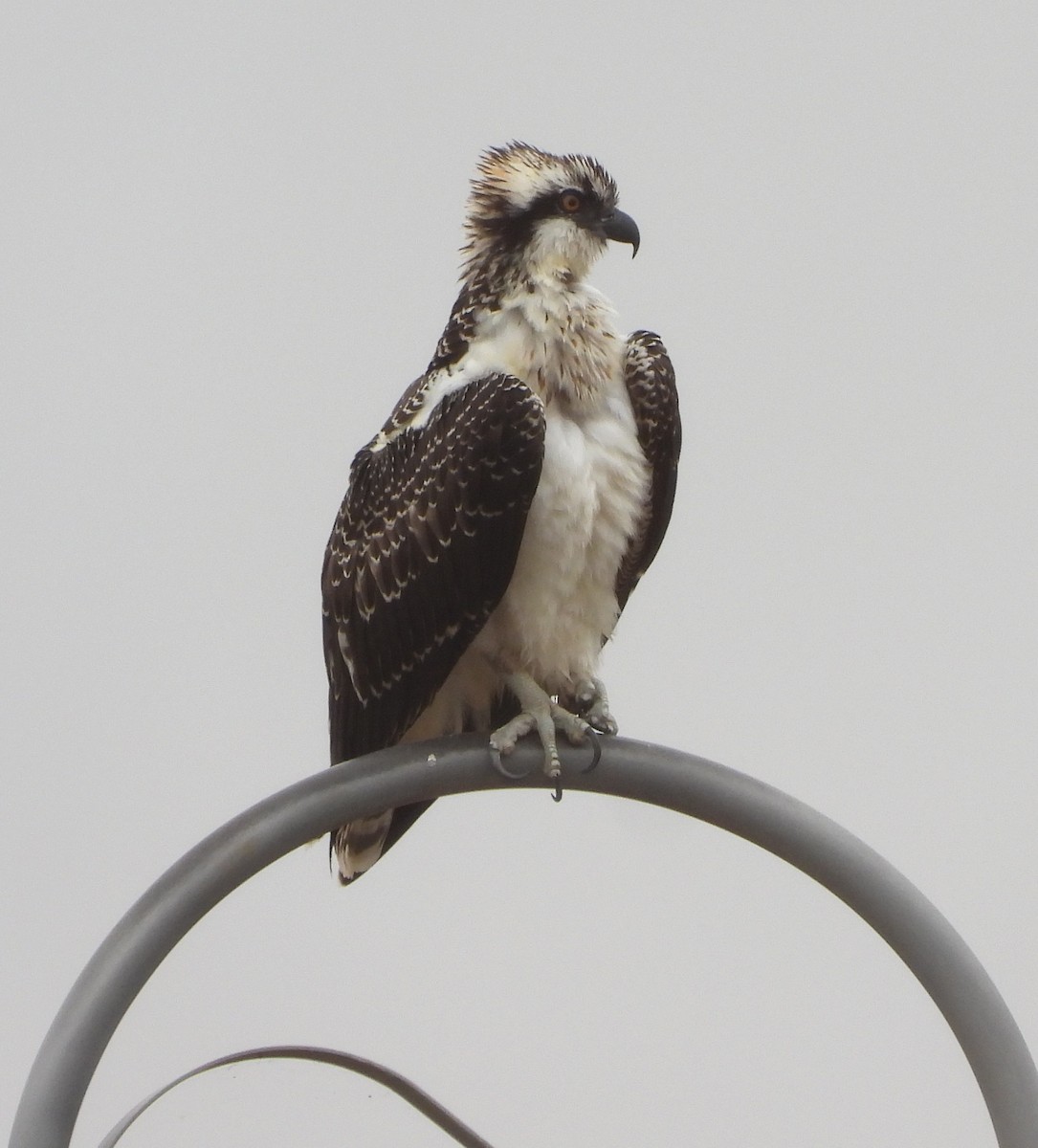 Osprey - ML643367938