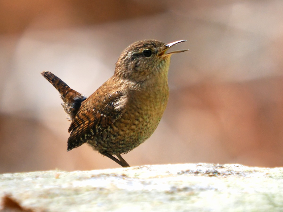 Winter Wren - ML643367951