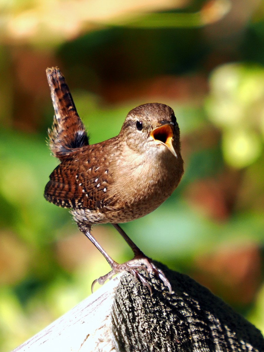 Winter Wren - ML643367954