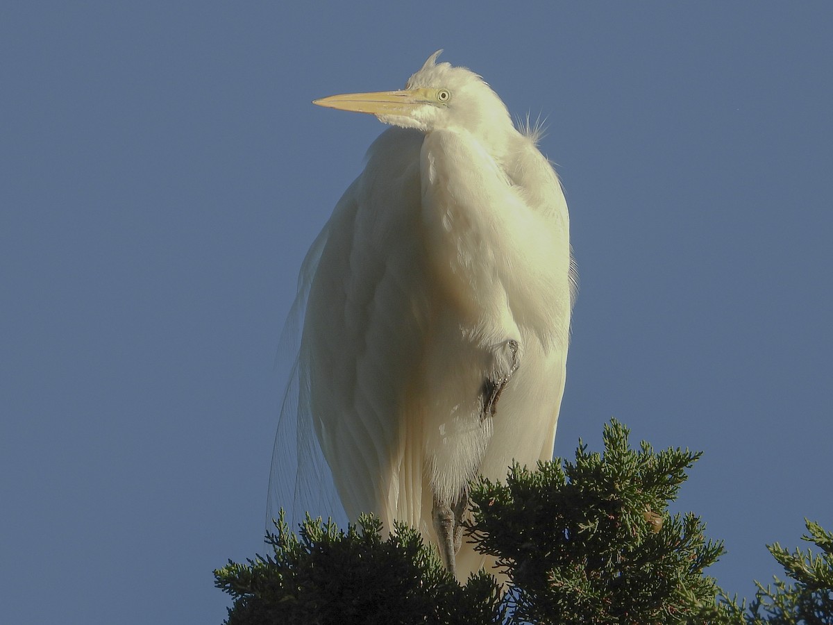 Great Egret - ML643367966