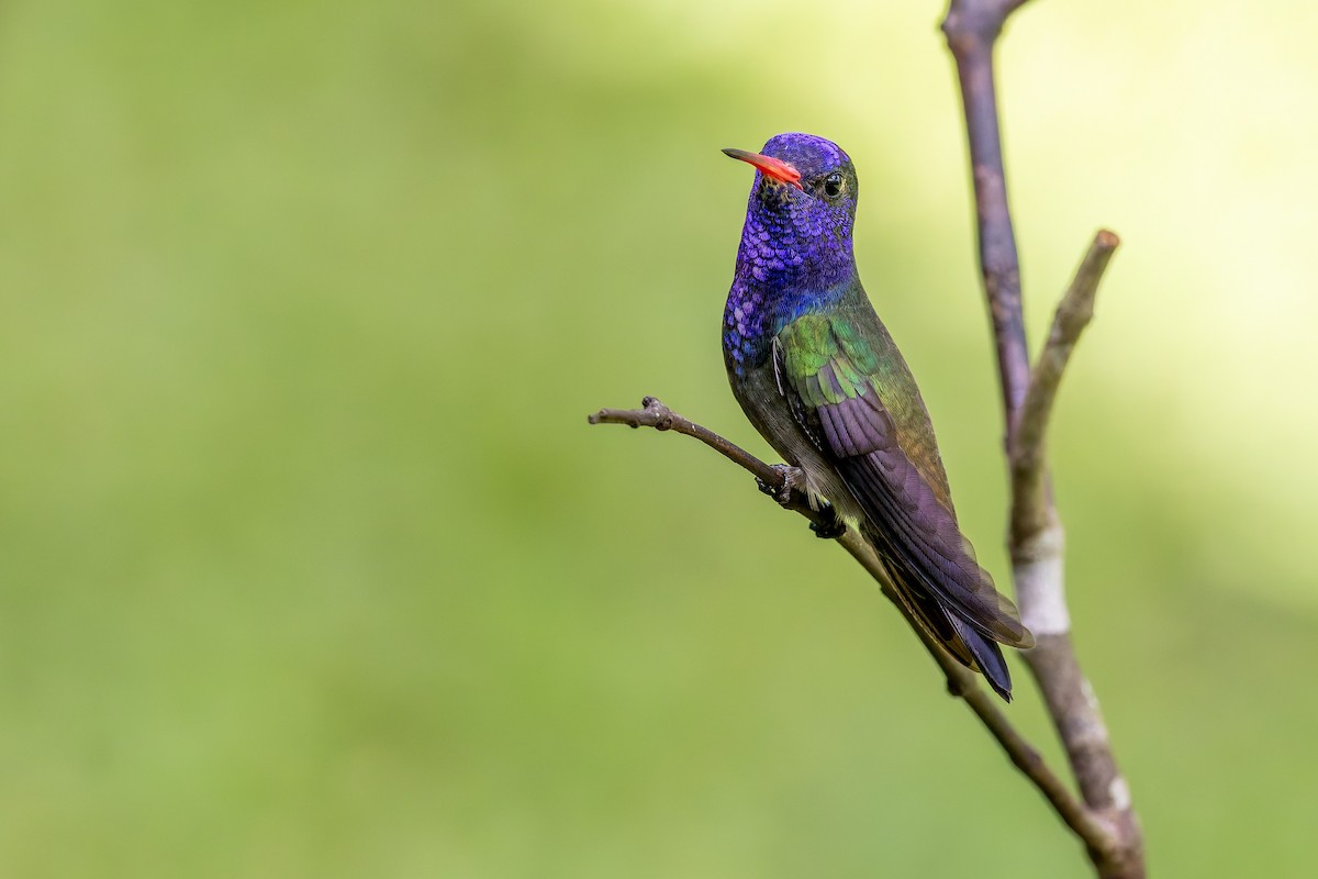 hvithakekolibri - ML643367972