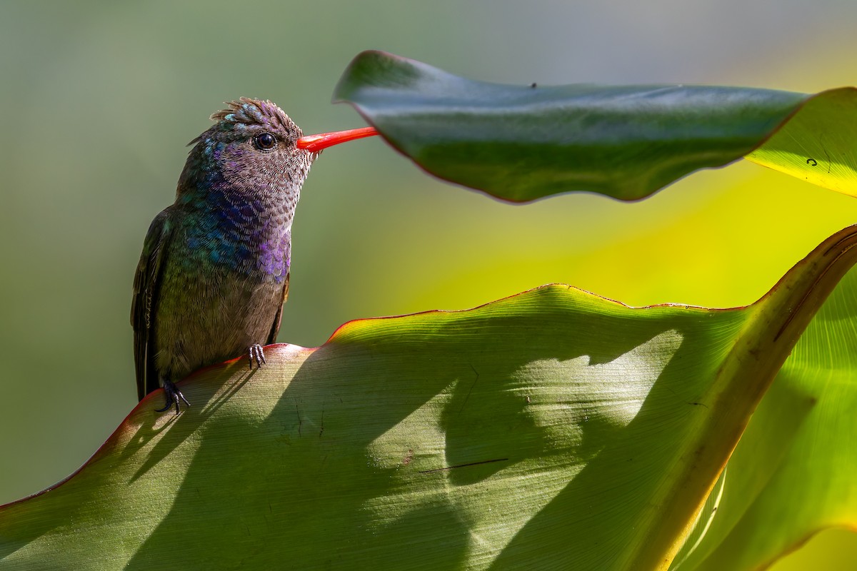 hvithakekolibri - ML643367973