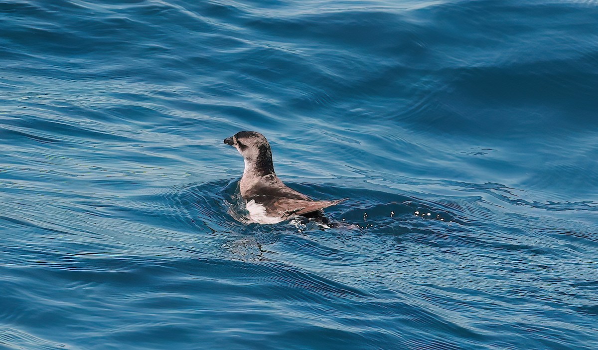 Puffinure plongeur - ML643367975