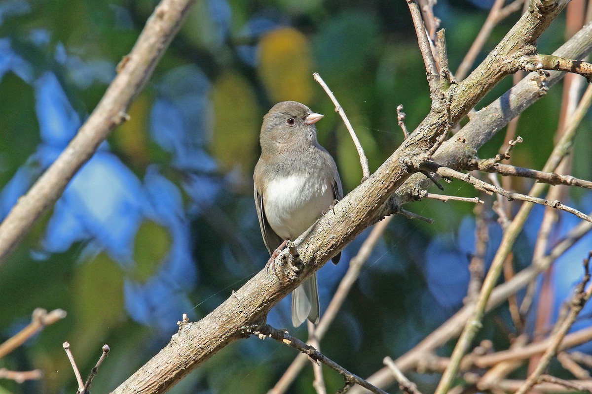 Dark-eyed Junco - ML643368010