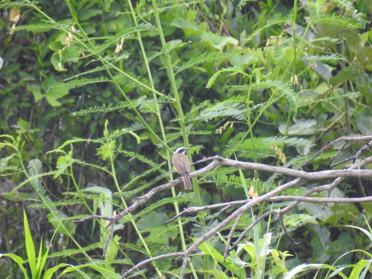 Lesser Kiskadee - ML643368012