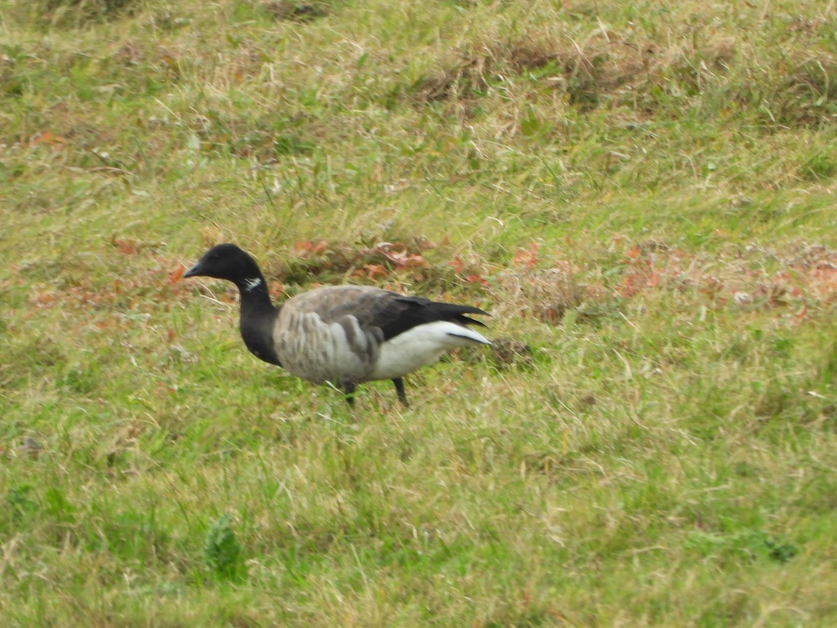 berneška tmavá (ssp. hrota) - ML643368029