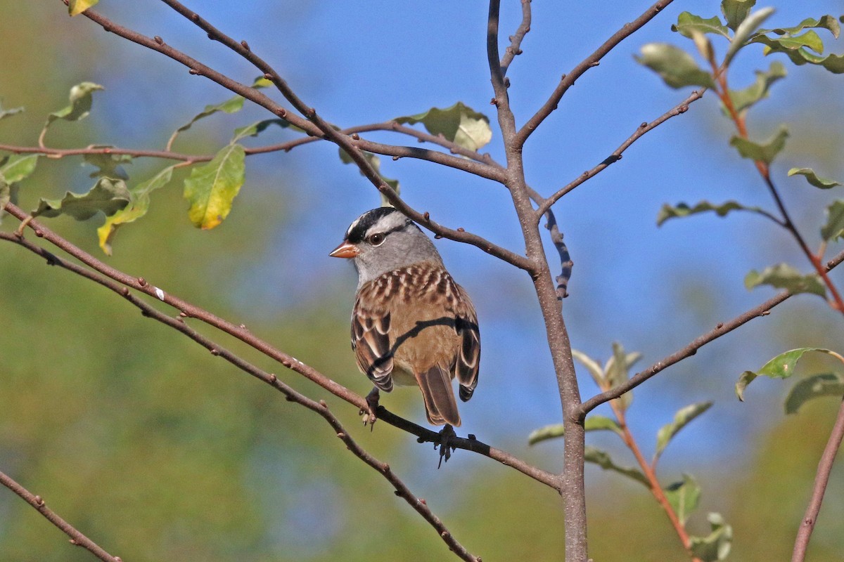 White-crowned Sparrow - ML643368047