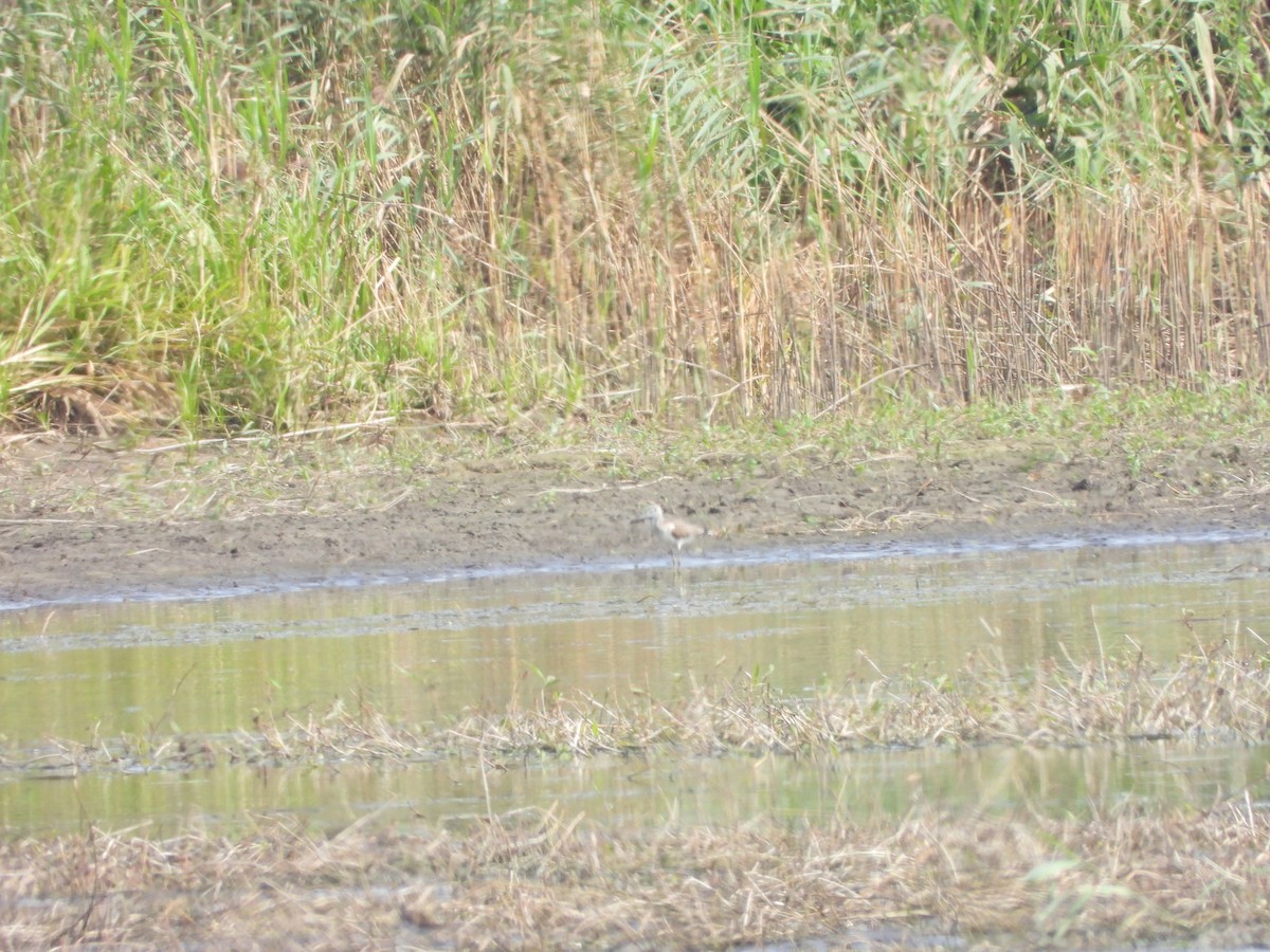 Common Greenshank - ML643368078